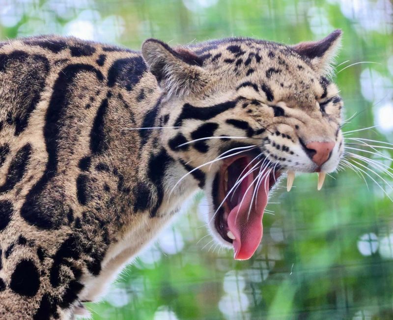 Super-Sized Fangs