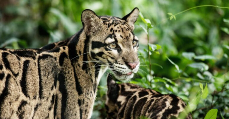 Meet The Clouded Leopard: Nature's Modern Saber-Tooth