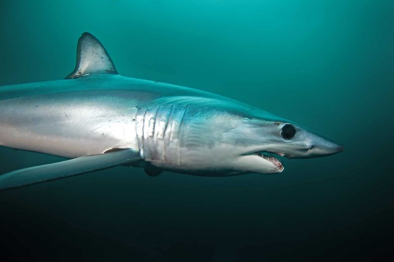 Shortfin Vs. Longfin: Exploring The Two Types Of Mako Sharks