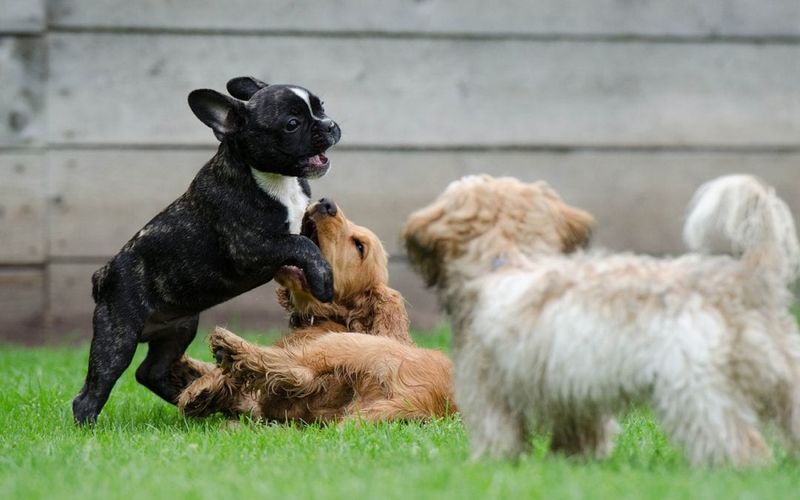 Playdates With Vaccinated Dogs