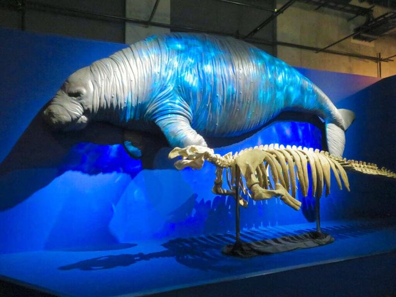Steller's Sea Cow