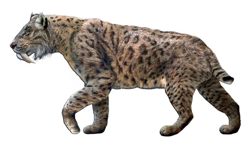 Saber-Toothed Tiger