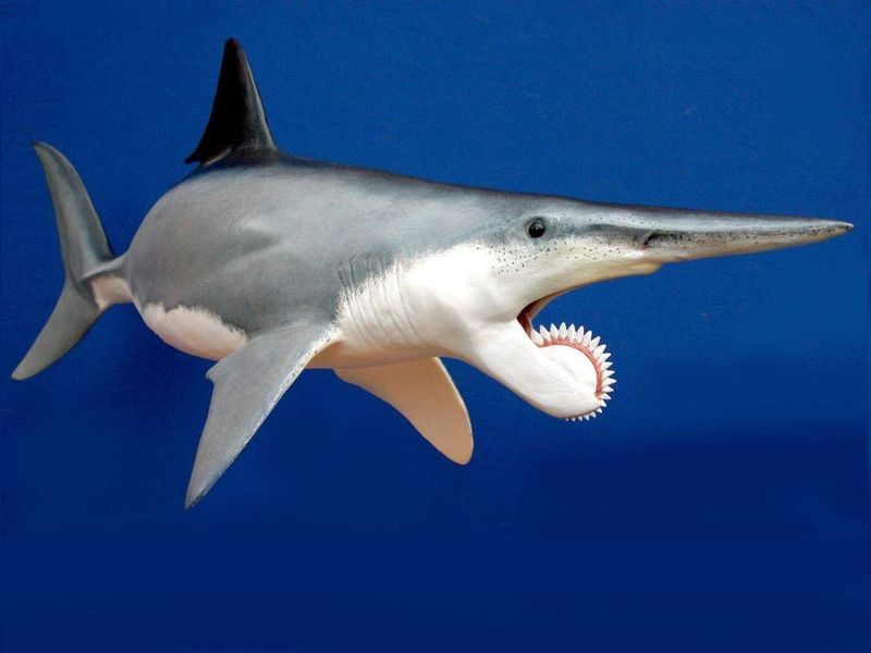 Helicoprion: The Bizarre Whorl-Toothed Shark