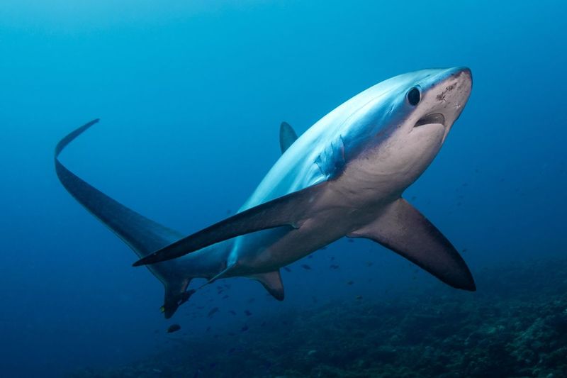 Thresher Shark: The Tail Whipper