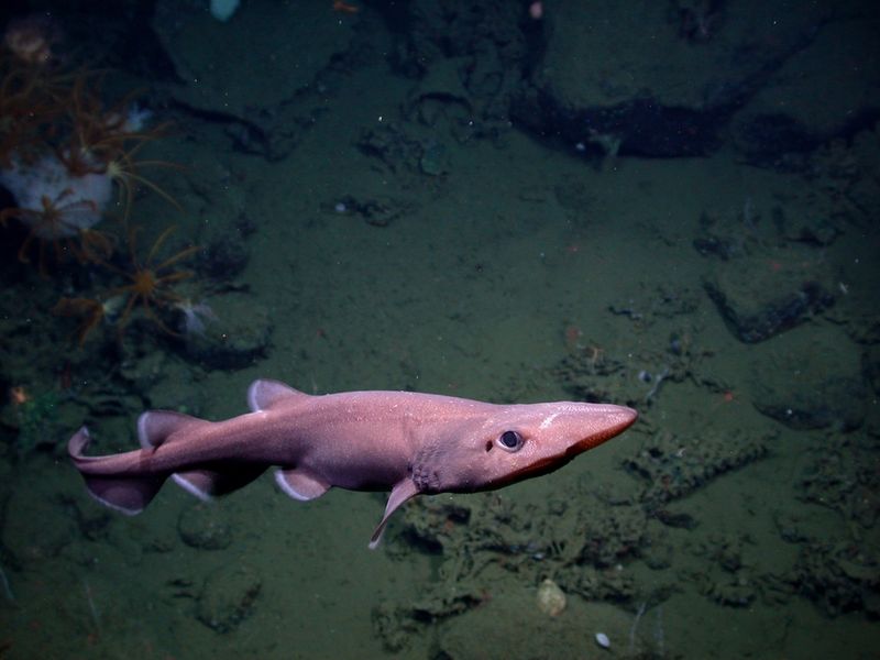 Deepwater Catshark