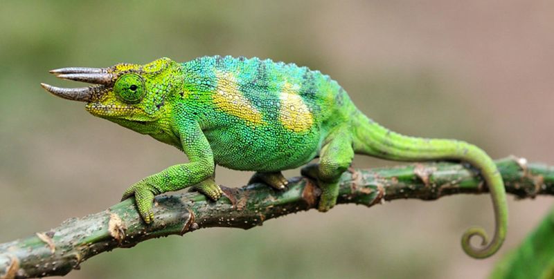 Jackson's Chameleon