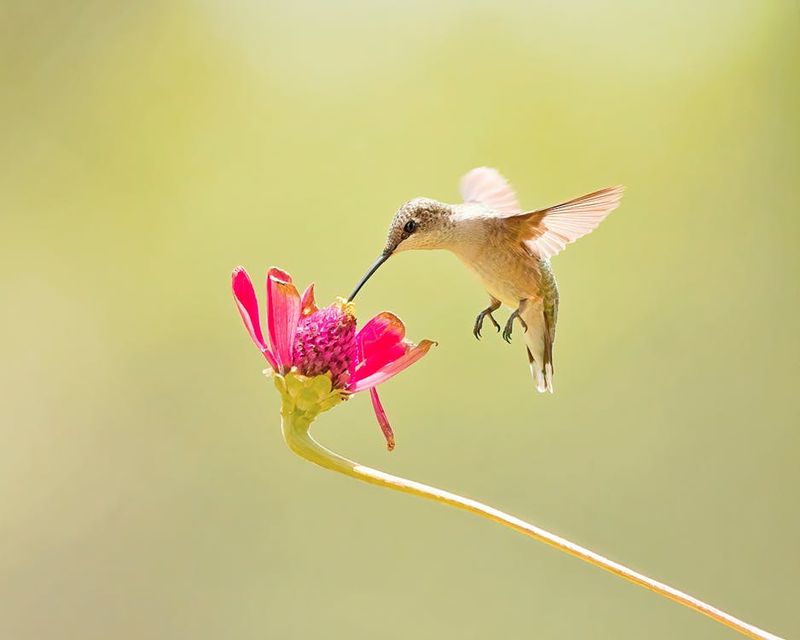 Hummingbird Helicopters