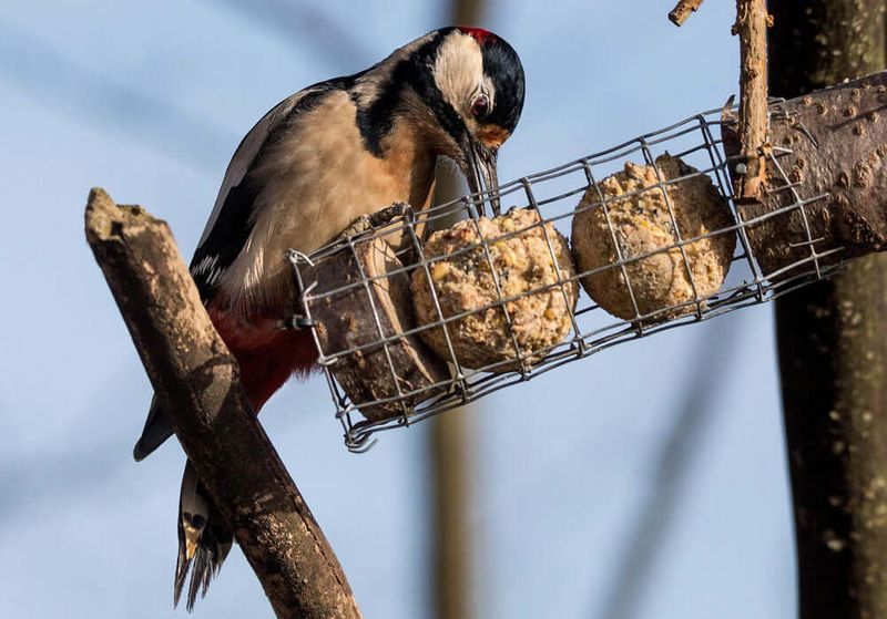 Coconut Halves: Tropical Bird Buffets