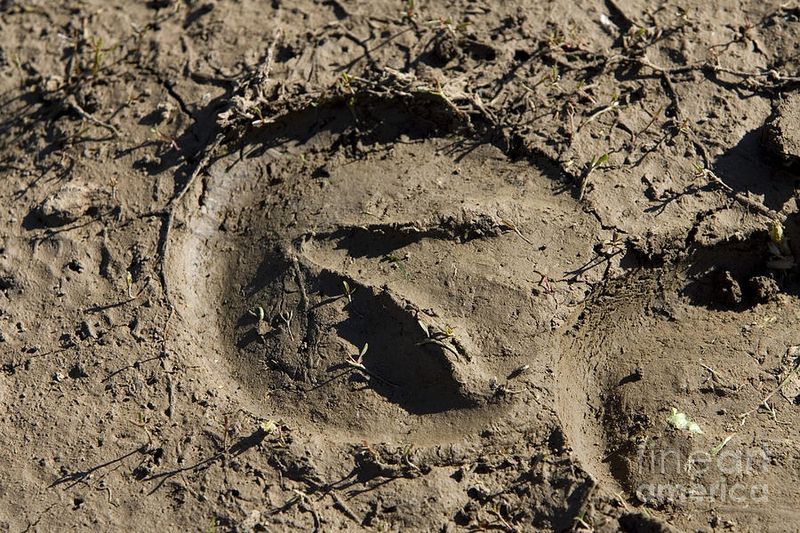 Unique Fingerprint Hooves