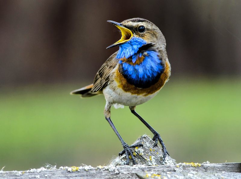 Missed Alarms: Predator Detection Failures