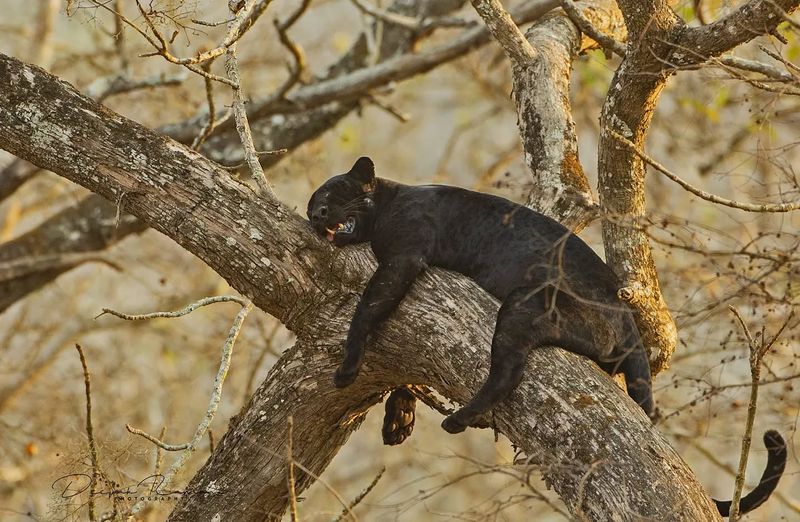 Sleep Champions Of The Animal Kingdom