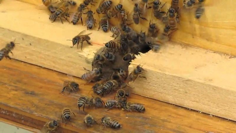 Bee Air Conditioning