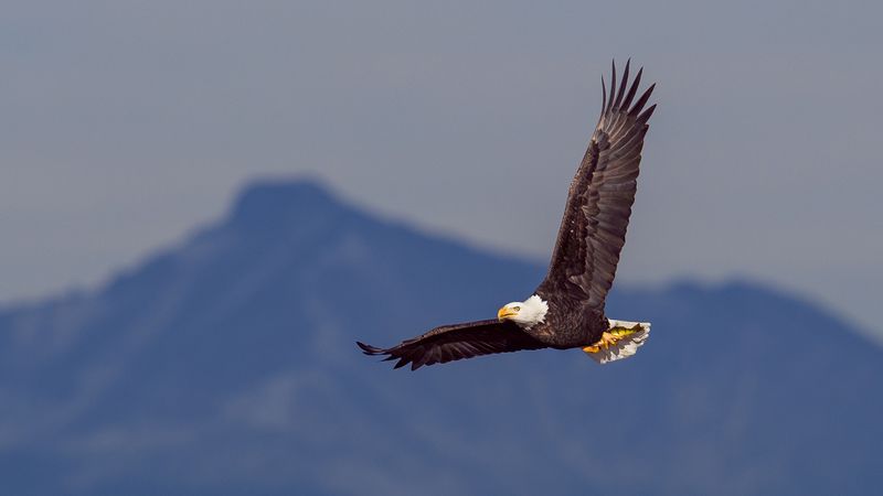 Cultural Significance Beyond America