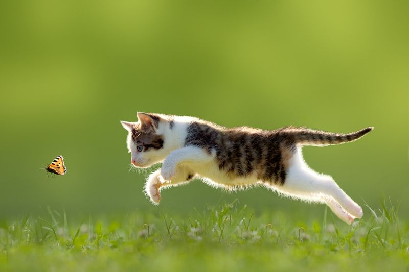 Natural Hunting Practice