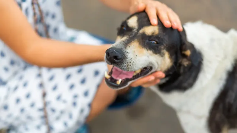 Children Need Dog-Interaction Education