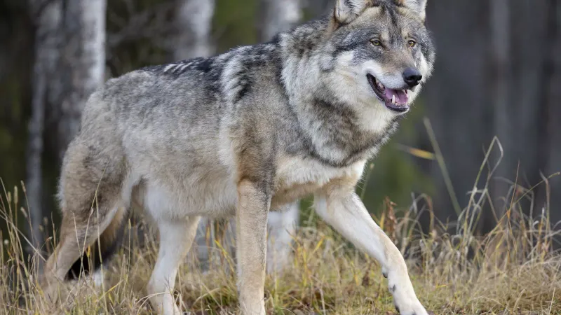 Gray Wolf