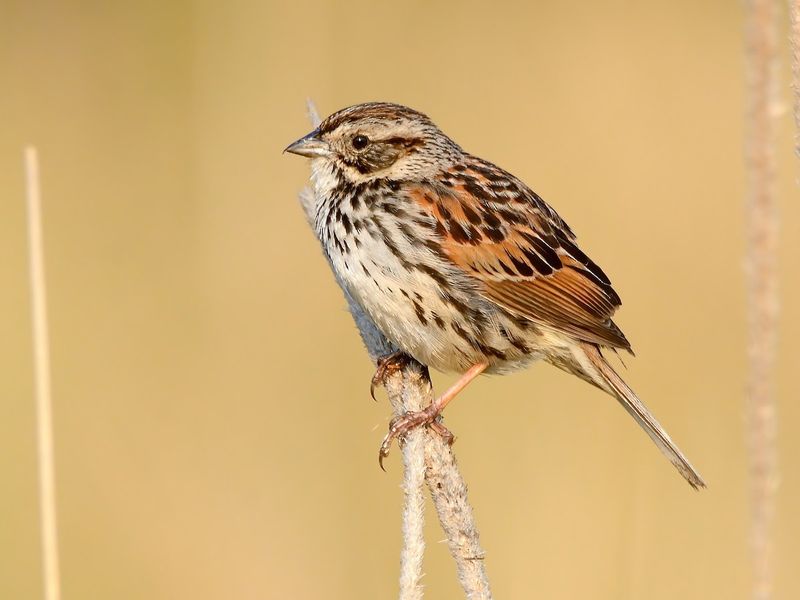 Sierra Madre Sparrows