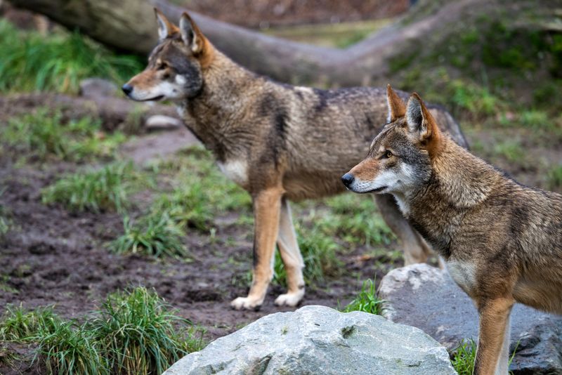 Red Wolf