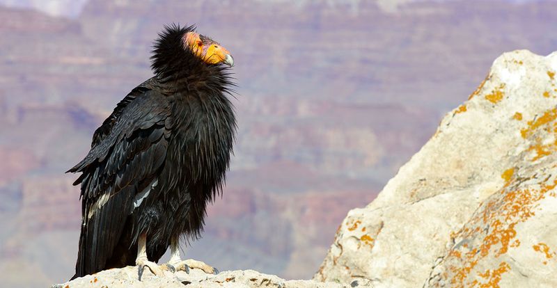 California Condor