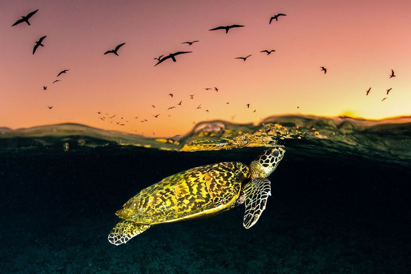 Hawksbill Sea Turtles
