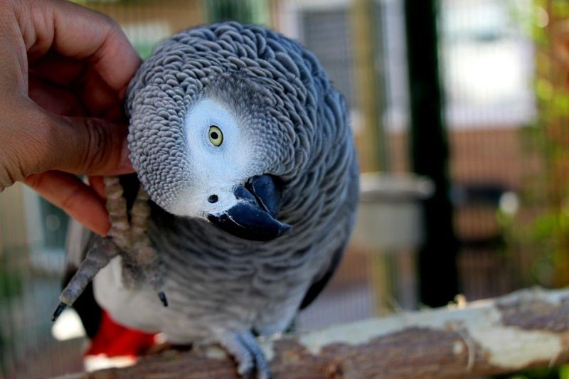 African Grey Parrots: Feathered Philosophers