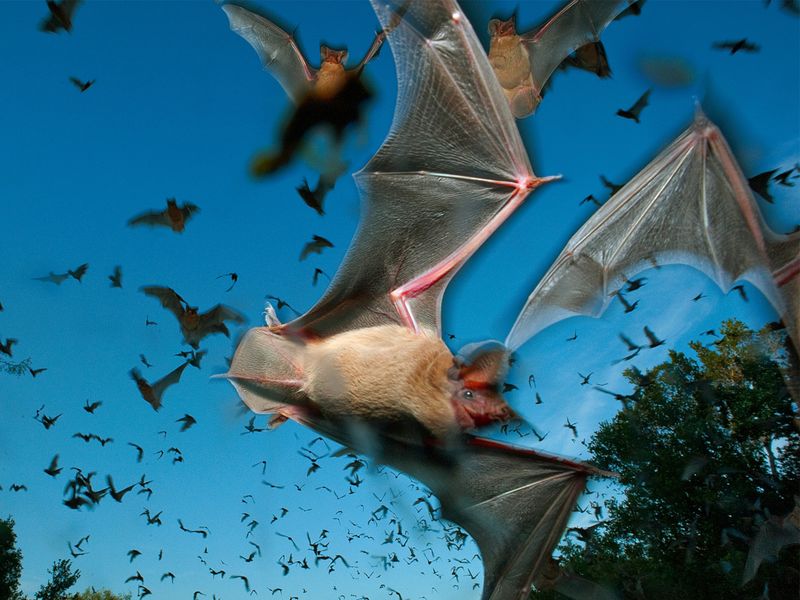 Mexican Free-tailed Bat Crooners