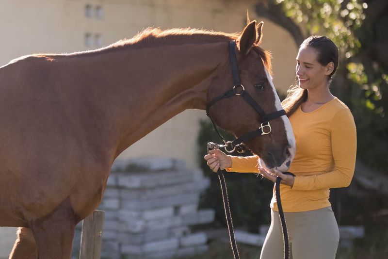 Horses