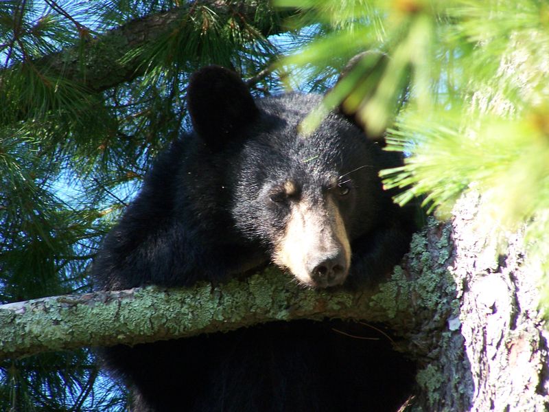 Minnesota – Voyageurs National Park
