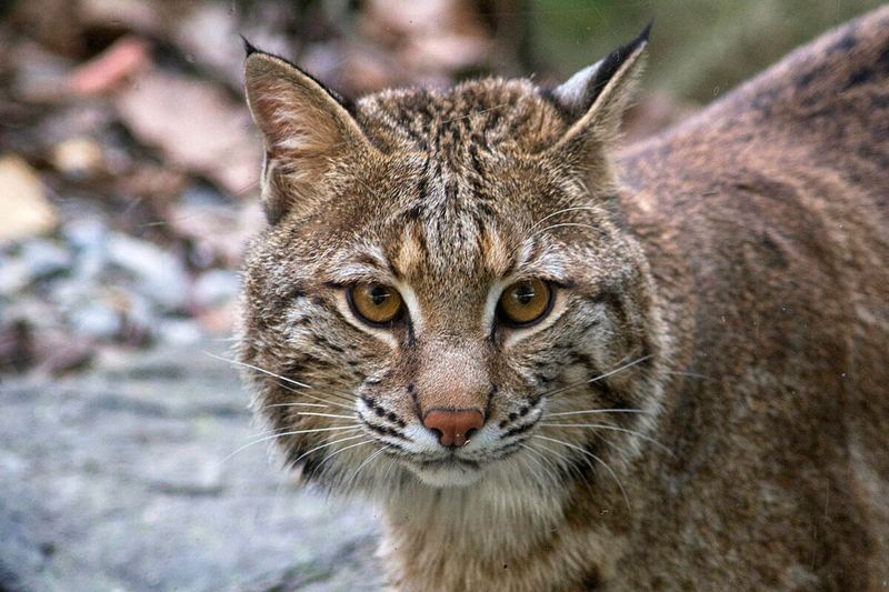 Oregon's Versatile Predators