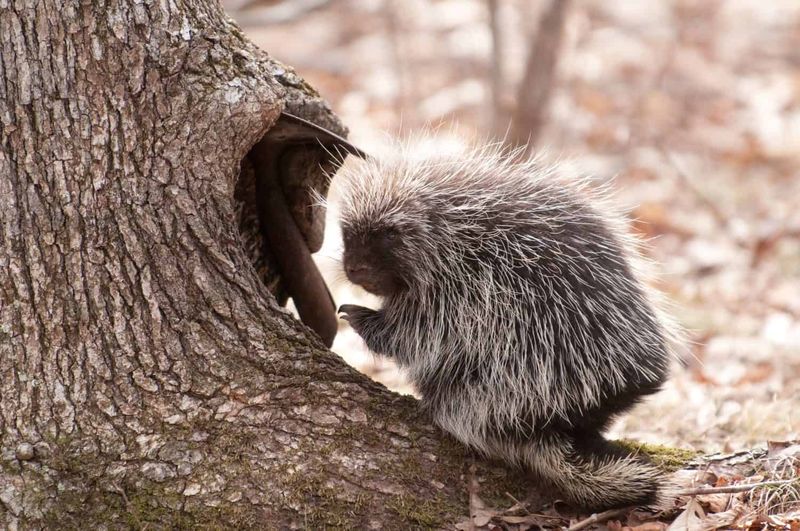 Wisconsin's Northwoods Sanctuary