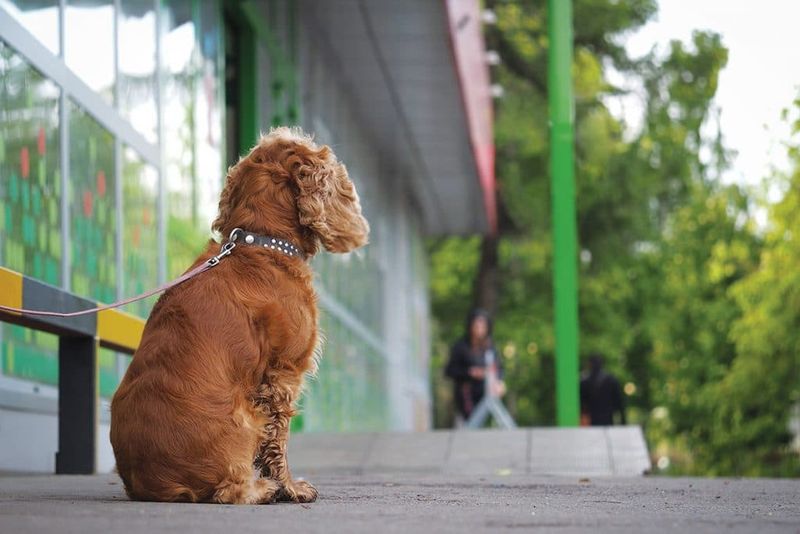 Never Leave Your Dog Unattended