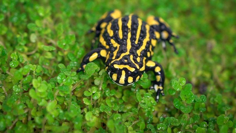 Corroboree Frog