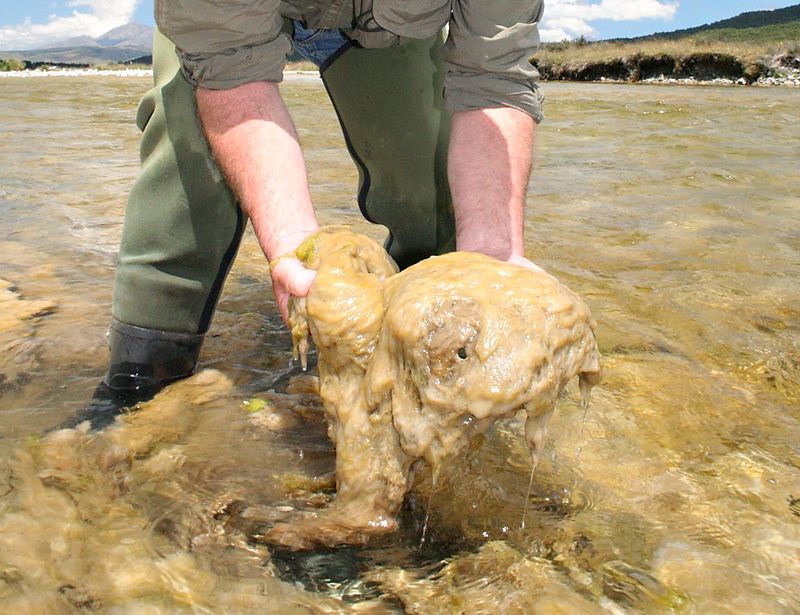 Toxic Blooms: Didymo (Rock Snot)