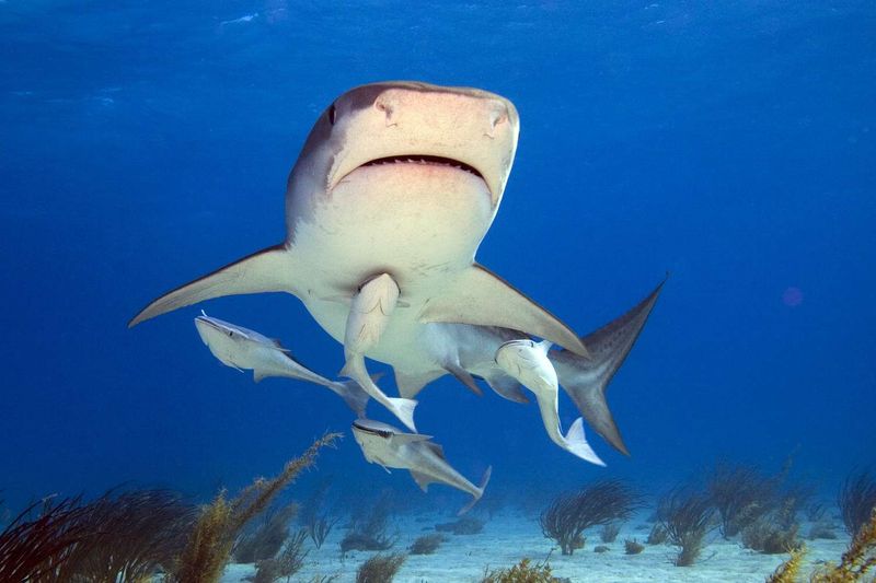 Reef's Restless Residents