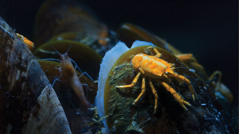 Rainbow-Clawed Squat Lobsters
