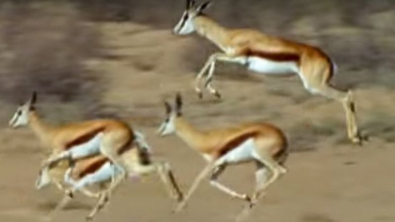 The Thomson's Gazelle's Zigzag Escape