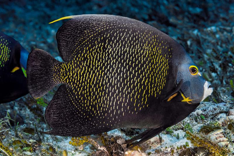 French Angelfish