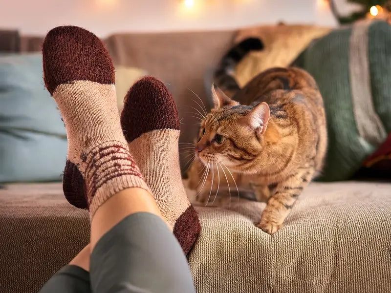 Attacking Ankles Ambush-Style