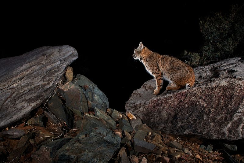 Desert Southeast's Spotted Acrobat: Bobcat