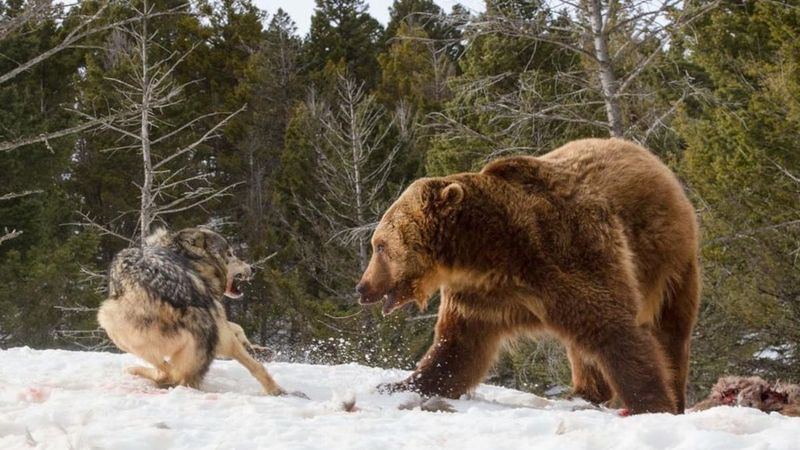 The Grizzly Connection