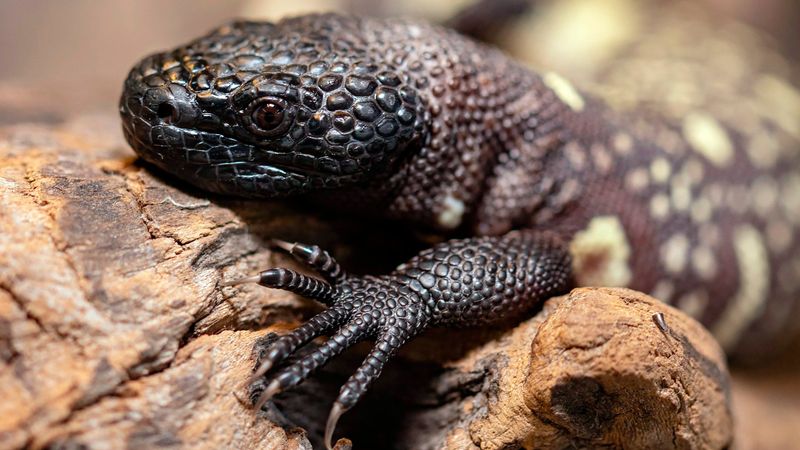 Mexican Beaded Lizards