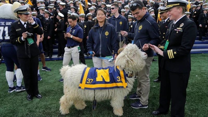 Naval Goat Mascots Leading Parades