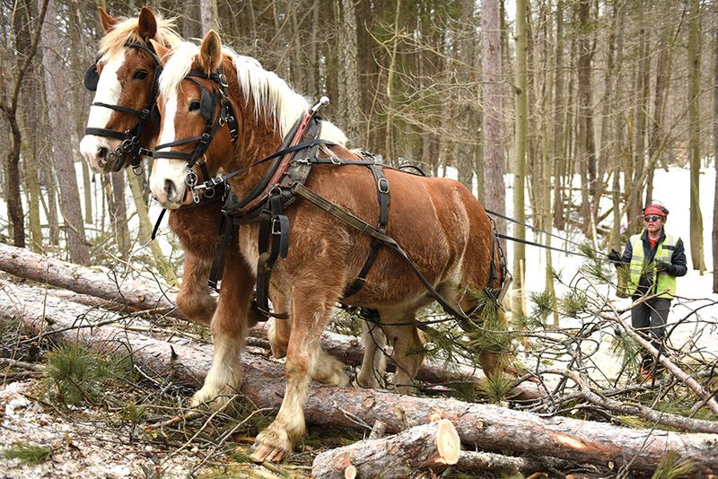 Logging Horse