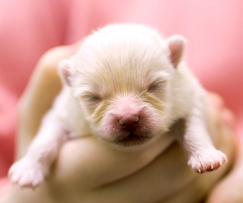 Paw Pads Smell Like Corn Chips