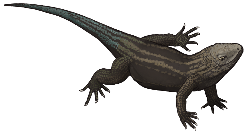 Planocephalosaurus: The Early Sphenodontian