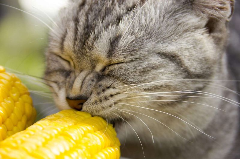 Sweet Corn: Safe In Small Quantities