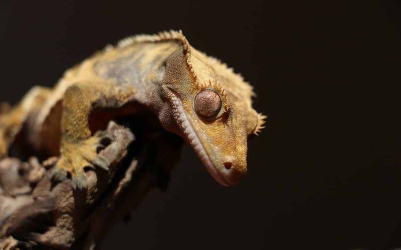 Crested Gecko: The Velvet-Skinned Night Climber