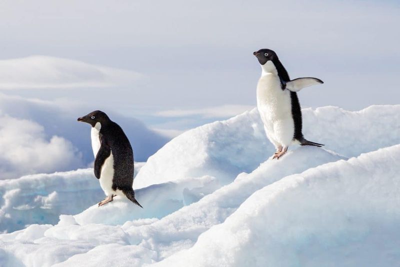 Penguins: From Human-Height To Tuxedo Waddlers
