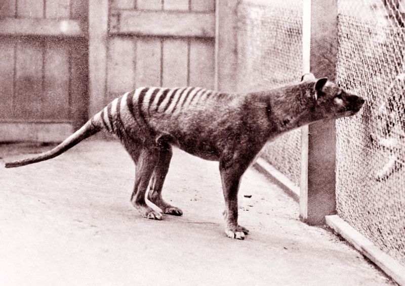 Marsupial And Placental Animal Similarities