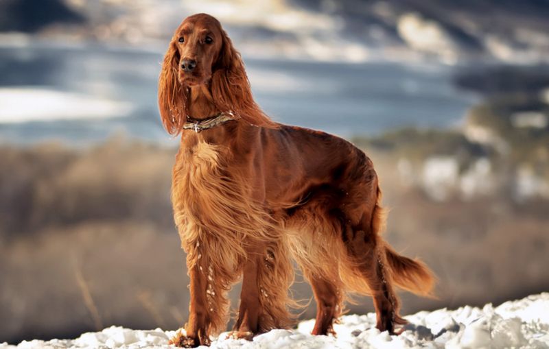 Composed Companions: Irish Setters
